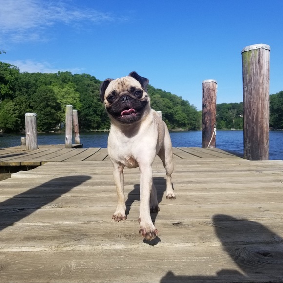 Meet your Posher, Amy - Picture 2 of 2